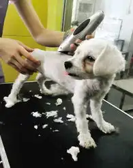 给狗剪毛消暑这是误区专家要谨慎裸狗易得病