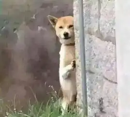 挖掘机小分队的恃宠生娇之路