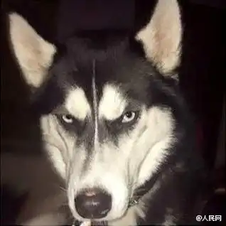 哈士奇滑稽表情包