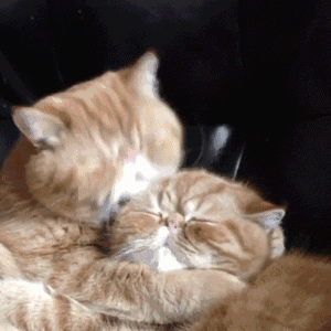 猫猫咪亲亲情侣恋爱可爱表情包今天就让你成为我的猫