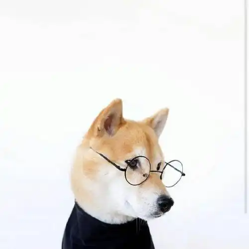 逗比头像沙雕动漫柴犬