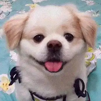 人才们进来,诚邀大家一起吸多图预警
