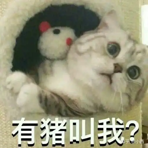斗图表情包猪女主播