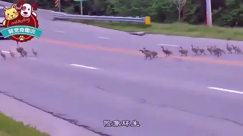 小猫头鹰挡路中央拦截女警问路女警耐心询问,表情太可爱了