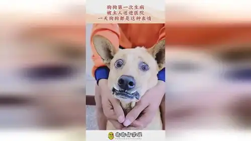 狗狗第一次生病,被主人送进医院,一天狗狗都是这种表情