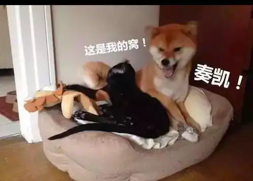 柴犬的狗窝被猫咪抢了,还趴在旁边一脸傲娇表情我那是让着它