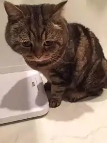 别叫橘猫橘胖,真正胖起来吓哭你