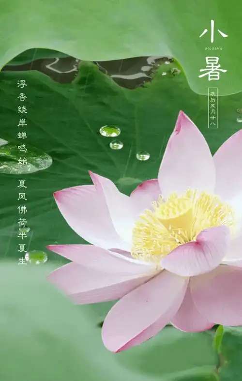 小暑图片配图大全带字简单,小暑朋友圈祝福问候语文案,小暑快乐