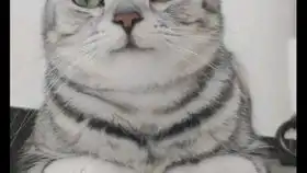 你连表情包里猫的名字都不知道