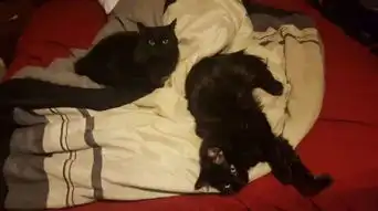 陌生黑猫在门口探头,主人超疑惑,细看察觉是老朋友