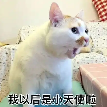 有了他,爸爸妈妈再也不用担心我吸猫过度啦