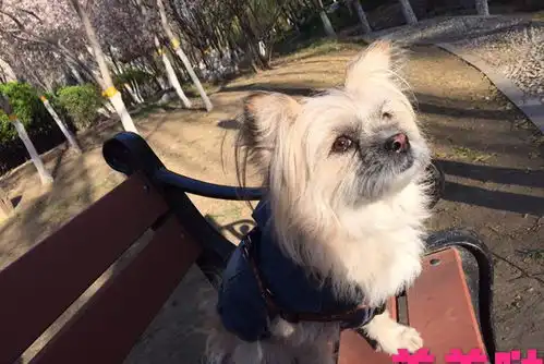 我家狗狗土豆随手一拍,无需任何修图就是各种表情包哦