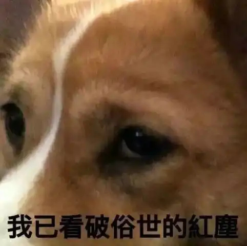 暗中骄傲表情包柯基