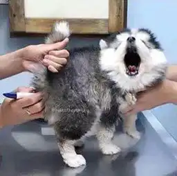炸毛狗表情包