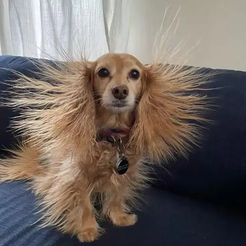 一觉醒来,狗子炸毛了