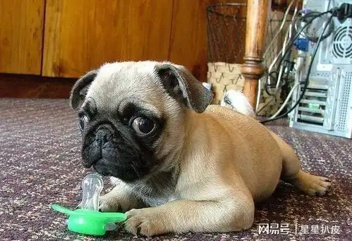 这几种可致病的食物,巴哥犬再馋也别给它吃