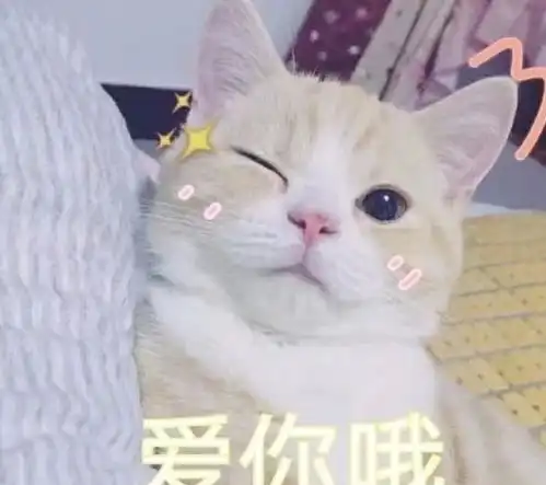 养猫后的9大迷惑行为你中招了吗