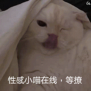 斗图表情包做猪呢最主要的是开心
