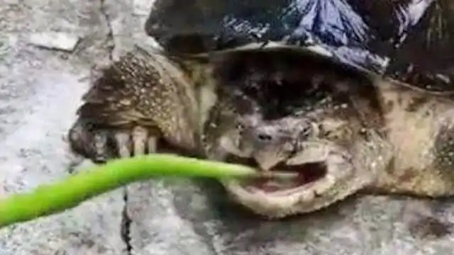男子喂鳄龟吃辣椒,下一秒请憋住别笑,镜头拍下搞笑全过程