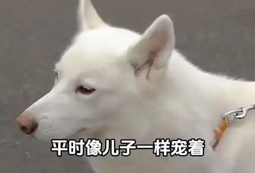 纪实宠物狗二哈不牵绳,狗咬羊屁股崩坏牙,女子找酒店赔偿2万