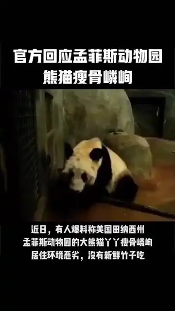 孟菲斯动物园熊猫瘦骨嶙峋中国动物园协会属于老年并患有皮肤病热点追踪