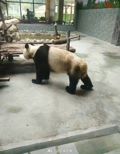 这家动物园里的大熊猫瘦成皮包骨原因让人心塞