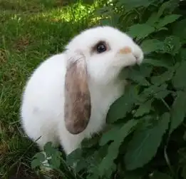 狗狗壁纸丨今天送上超级萌的一波头像