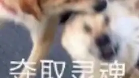 糖果表白表情包沙雕