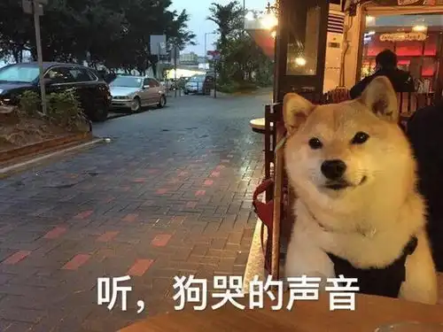 狗语10级带你走进汪星人的内心世界,忍住别笑