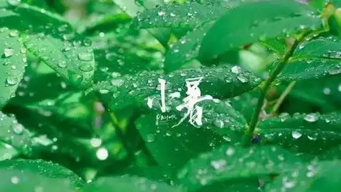 2021小暑气节祝福语短信最新,小暑暖心问候句子大全