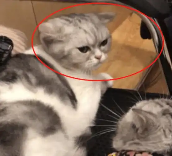 小猫太凶见谁咬谁,主人只好请来猫妈管教,表情笑喷了大义灭喵