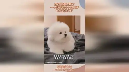 这宠物狗成精了,一个动作800个心眼子,最后表情绝了