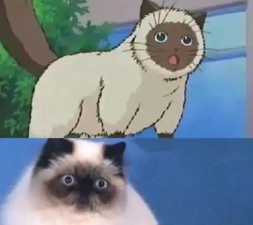 盘点那些经典动漫里的猫咪它们的品种你都猜对了没