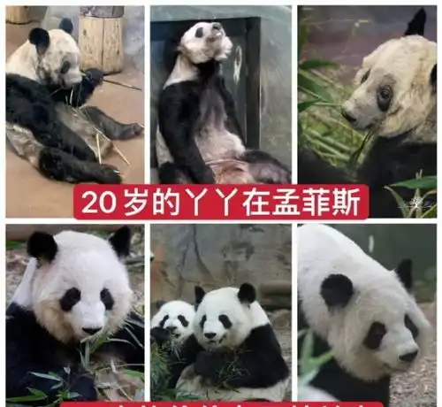 大熊猫丫丫没回国的原因是什么大熊猫丫丫回归祖国了吗
