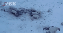 由于异常温暖俄罗斯村庄被56只瘦骨嶙峋的北极熊包围