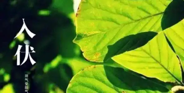 7月16日最漂亮入伏动态表情图片大全,入伏动图美图大全