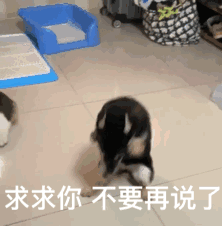 可爱的动态表情包小孩多