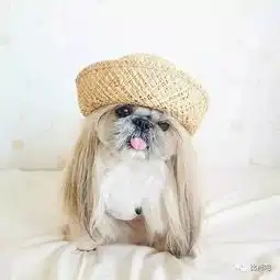 谁这么有才,把狗狗打扮得这么漂亮
