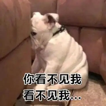 吐槽大会狗狗做过哪些让你无比恼火和奇葩的事情