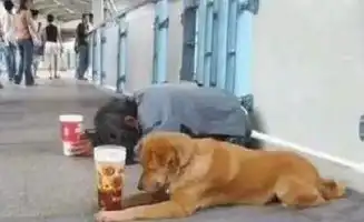 装修公司表情图,哈哈哈哈哈哈哈哈哈哈