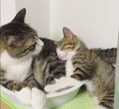 猫妈妈生了独子后特别紧张小奶喵,铲屎官想摸一下小猫,猫妈表情立马变了