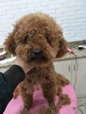 方便面头型表情包泰迪