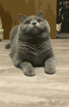 主人逗猫时,却忽视了其中一只猫,结果它躲在门后面偷偷看着