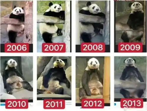 熊猫丫丫在美国瘦骨嶙峋,艰难境况恐非孤例,还有多少国宝在被虐待