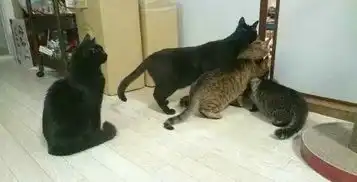 你睡下,万籁俱寂时,你家猫脸上的表情