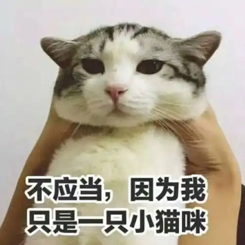 我不的表情包小猫咪