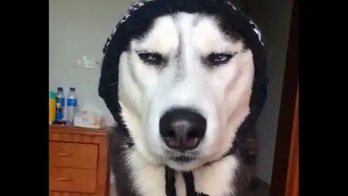 哈士奇王之蔑视二哈差不多就行了,看老子嫌弃你的眼神