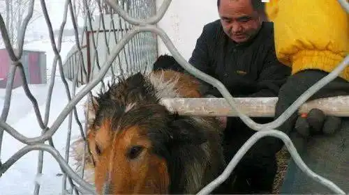 进入屠宰场的狗狗,为何不敢逃跑其中内幕让人直呼残忍