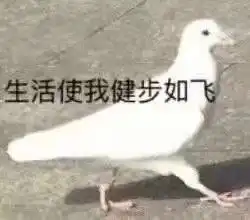 这是回家的路吗表情包生活使我健步如飞鸽子表情包下载乐游网游戏下载