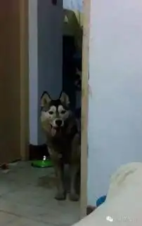 躲门后偷看的表情包狗崽